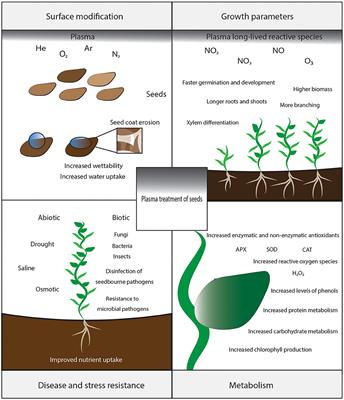 Mechanisms of Plasma-Seed Treatments as a Potential Seed Processing Technology